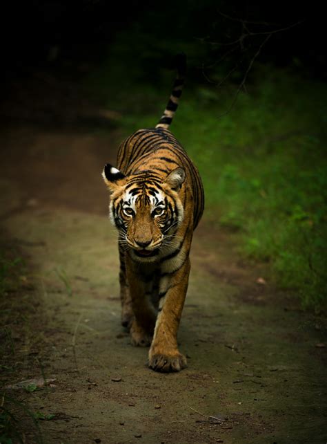 Tigers Pictures Download Free Images On Unsplash