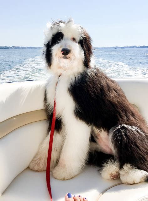 Their loving nature is one characteristic that stands out among mini. A Sweet Home for your Cute Seminole Sheepadoodles Puppy ...