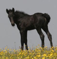images  dales pony  pinterest ponies show horses  horses  sale