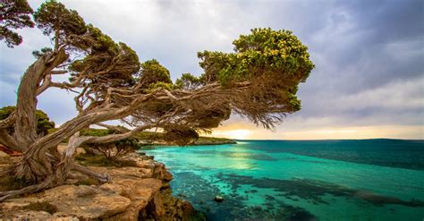 Just trying to do the best you can, regardless of what you do. Coastal Tree Port Lincoln South Australia wallpaper ...