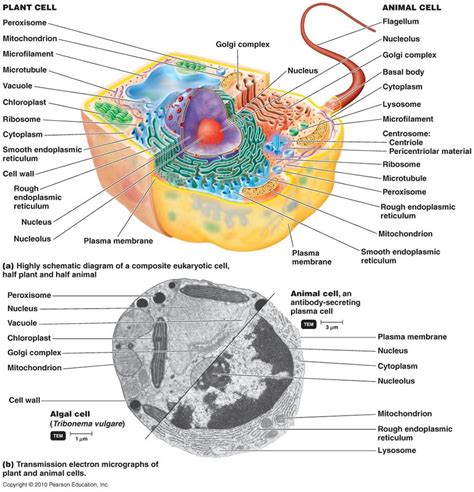 Plant cells have a cell wall, chloroplasts, plasmodesmata, and plastids used for storage, and a large central vacuole, whereas animal cells do not. The Eukaryotic Cell | Micro | Pinterest | Cell structure ...