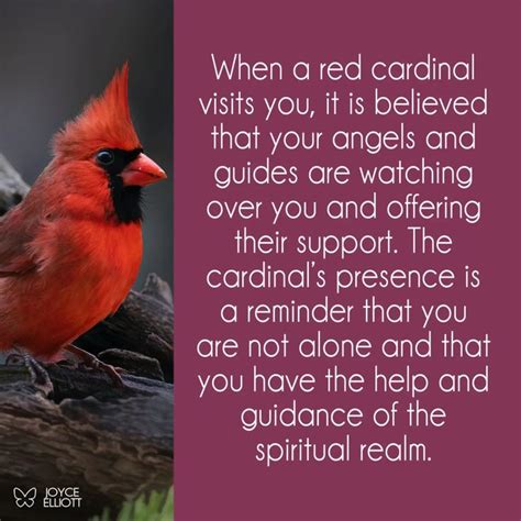 Meaning Of Red Cardinal At Window Red Cardinal Symbolism Red Cardinal