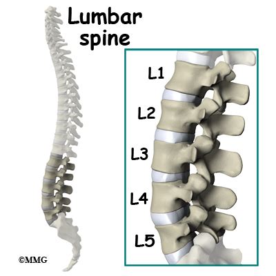 These bones make up the body's shape and protect the internal delicate body parts. Lumbar Artificial Disc Replacement | eOrthopod.com