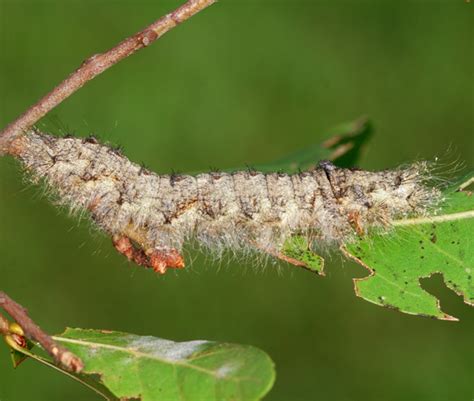 Caterpillar Tolype Bugguidenet
