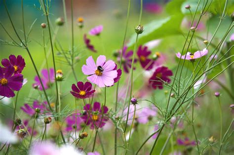 12 Best Annual Flowers To Grow From Seed
