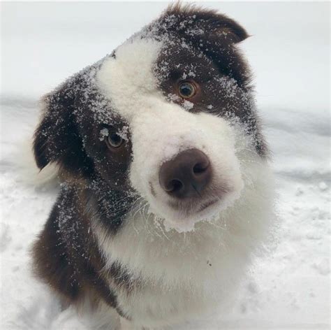 15 Things All Border Collie Owners Must Never Forget The Paws Cute