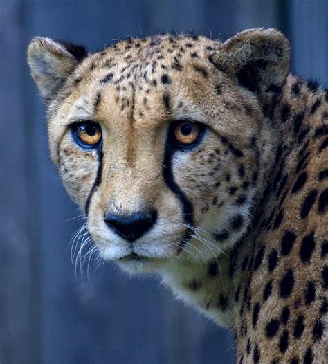 The Cheetah Photograph By Carolyn Fox Fine Art America