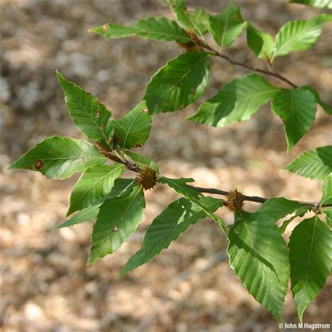 American Beech Tree On The Tree Guide At