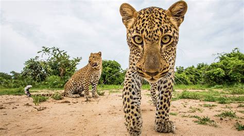 20 Wildlife Photos That Show How Beautiful The Animal Kingdom Is 500px