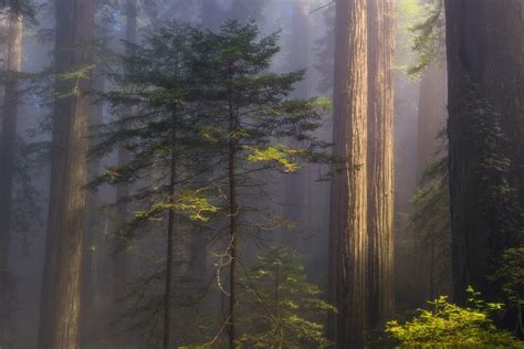 Wallpaper 1230x820 Px Atmosphere California Daylight Forest