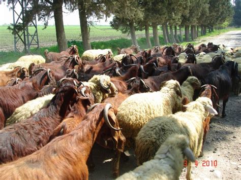 Korkmazbey #halepkeçisi çiftliği kayseride +90 535 517 78 29 halep keçisi bir çok isimlerle anılmaktadır.halep keçileri erkekleri 140 kg canlı agırlığa zor. Halep Keçisi › Sayfa 1 | Satılık Halep Keçisi Fiyatları ...