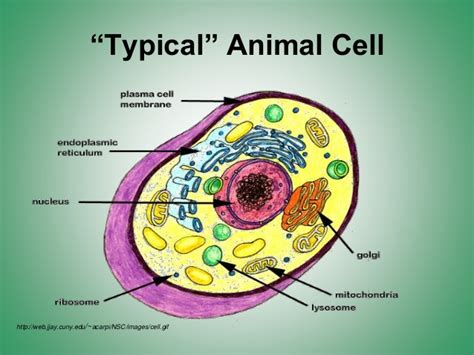 The ones mentioned on this page include centrosomes, goli apparatus. Cell Organelles