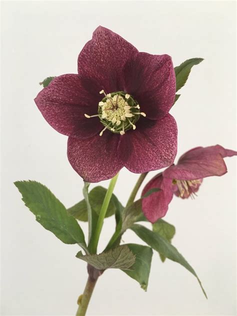How To Grow And Care For Hellebore Flower In One Blog