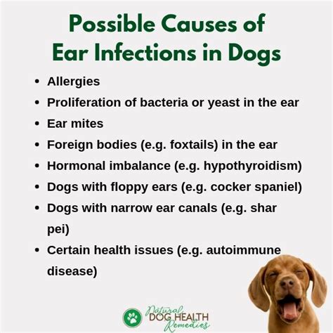 What Causes Ear Infection In Dogs
