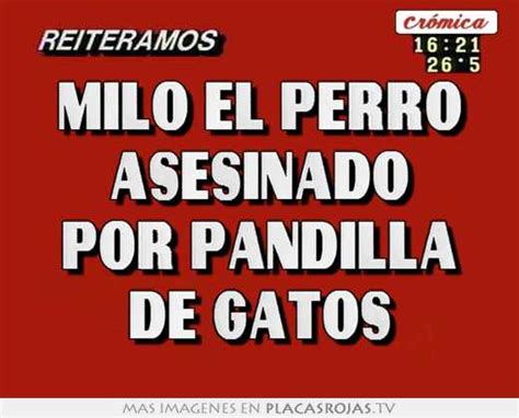 Milo El Perro Asesinado Por Pandilla De Gatos Placas Rojas Tv