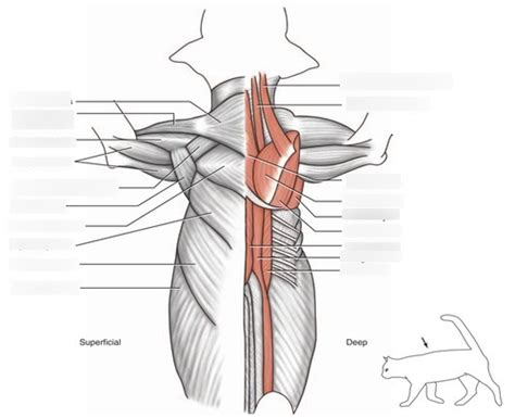Cat Dorsal Back Muscles Diagram Quizlet