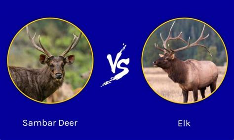 Sambar Deer Vs Elk What Are The Differences Az Animals