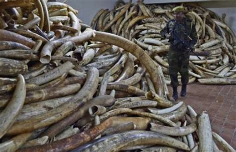 Kenya Will Destroy 100m Of Elephant Ivory This Weekend In Historys