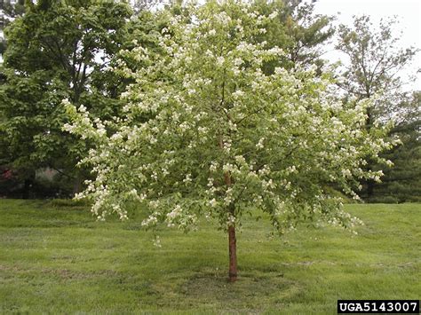 Amur Chokecherry Prunus Maackii