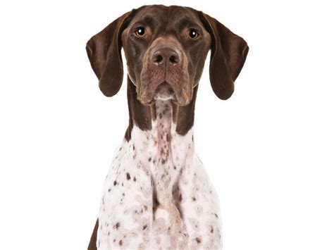 The German Shorthaired Pointer Is The Hunters Jack Of All Trades