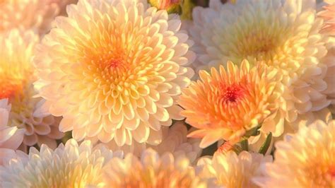 Chrysanthemums Wallpaper 1920x1080 66351