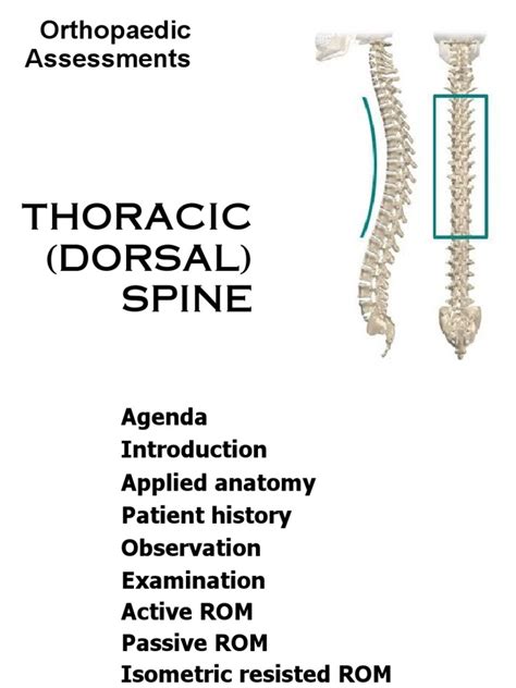 Thoracic Dorsal Spine Vertebral Column Vertebra