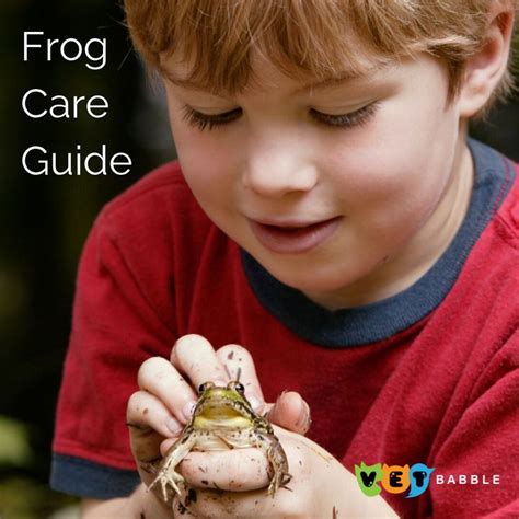 Frog Care Caring For Pet Frogs Tips And Ideas Vetbabble Pet