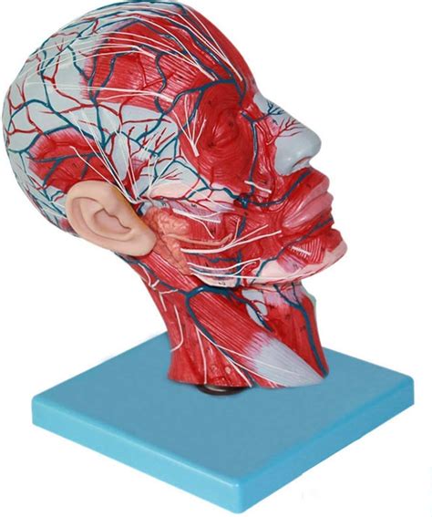 Amazon Anatomical Model Human Anatomy Brain Model Vascular Nerve