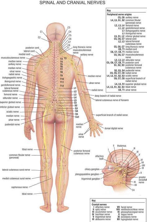 Detailed View Of The Major Nerves In Your Body Nerve Anatomy Human Anatomy Medical Anatomy