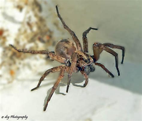 Big Fuzzy Brown Spider Hogna Bugguidenet