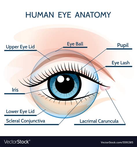 Anatomy Of The Human Eye Labeled