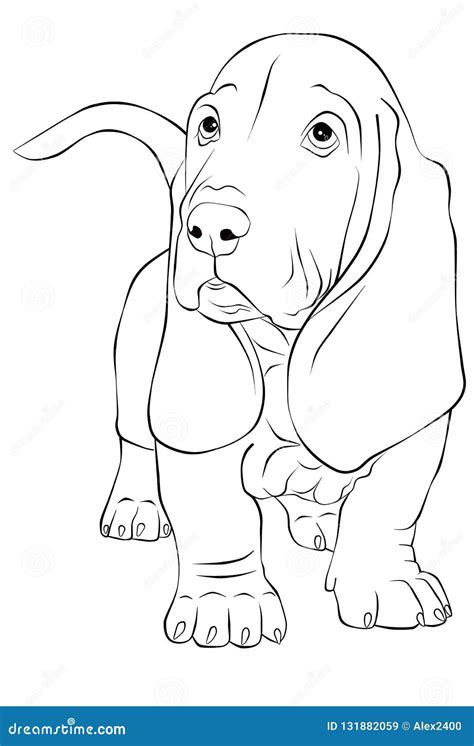Contour Illustration Of Basset Hound Stock Illustration Illustration Of Breed Cute 131882059