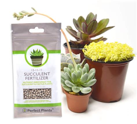 Best Fertilizer For Sulfurculent Plants Gardener Corner