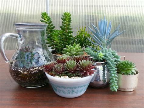Maybe you would like to learn more about one of these? How to Identify Your Succulent Plant | World of Succulents
