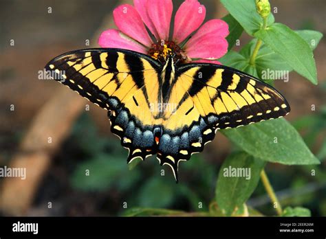 Tiger Swallowtail Butterfly In Virginia USA Stock Photo Alamy