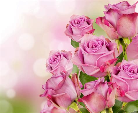 Fondos De Pantalla Rosas En Gran Plano Rosa Color Flores Descargar Imagenes