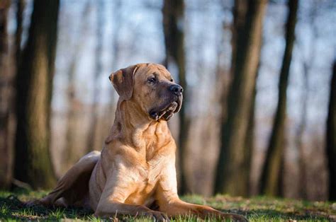 Tosa Inu The Japanese Fighting Mastiff Breed Guide