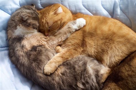 Cute Cat Mom Hugs Kitten Maru İzlesene com