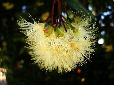 Asisbiz Flowers Australia Malaney 13