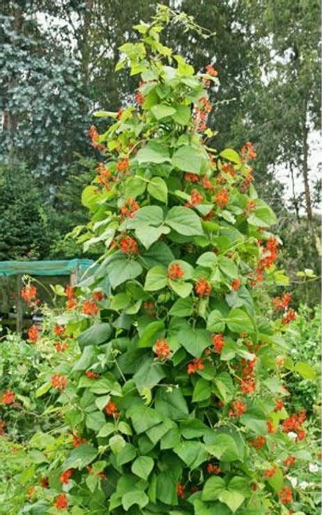 Scarlet Runner Pole Bean 30 Seeds Ornamental And Edible
