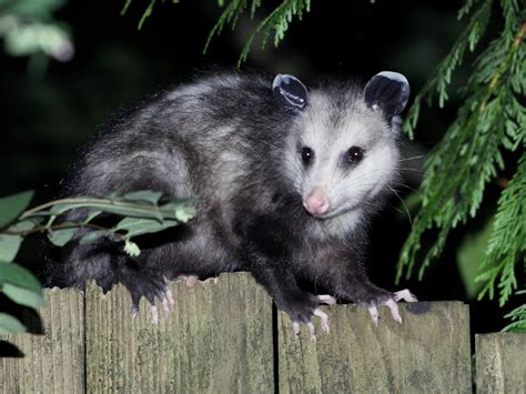 Do Possums Eat Rats Animal Hype