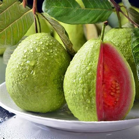 Organic Taiwan Pink Guava Plant For Garden House Park Feature
