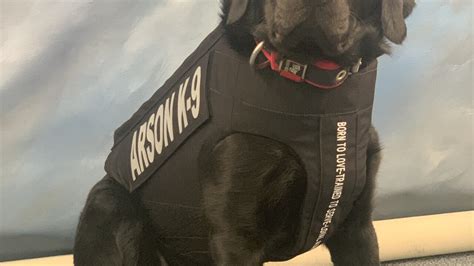 Charity Donates Protective Vest To Rfd K 9