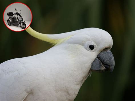 Parrot Made Guinness World Record By Driving A Scooter Watch The