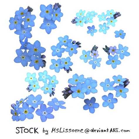 forget me not - STOCK | Flower drawing simple, Flower drawing, Forget me not flowers drawing simple