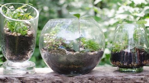 How To Make Your Own Beautiful Terrarium Oversixty
