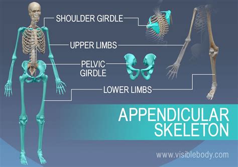 Appendicular Skeleton Learn Skeleton Anatomy