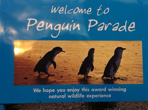 Your melbourne penguins stock images are ready. Phillip Island Self Drive Trip from Melbourne - Routes and ...