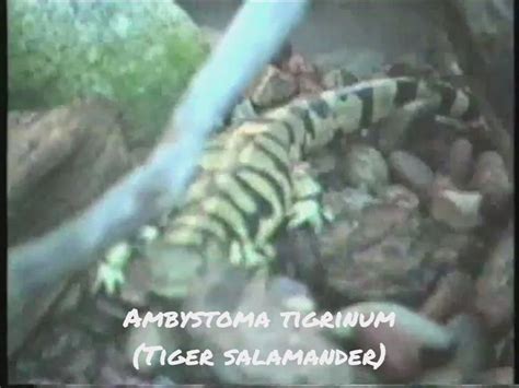 Ambystomatidae Ambystoma Tigrinum Tiger Salamander Flickr