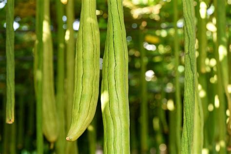 Snake Gourd And Seeds Health Benefits Nutrition Uses And Side Effects